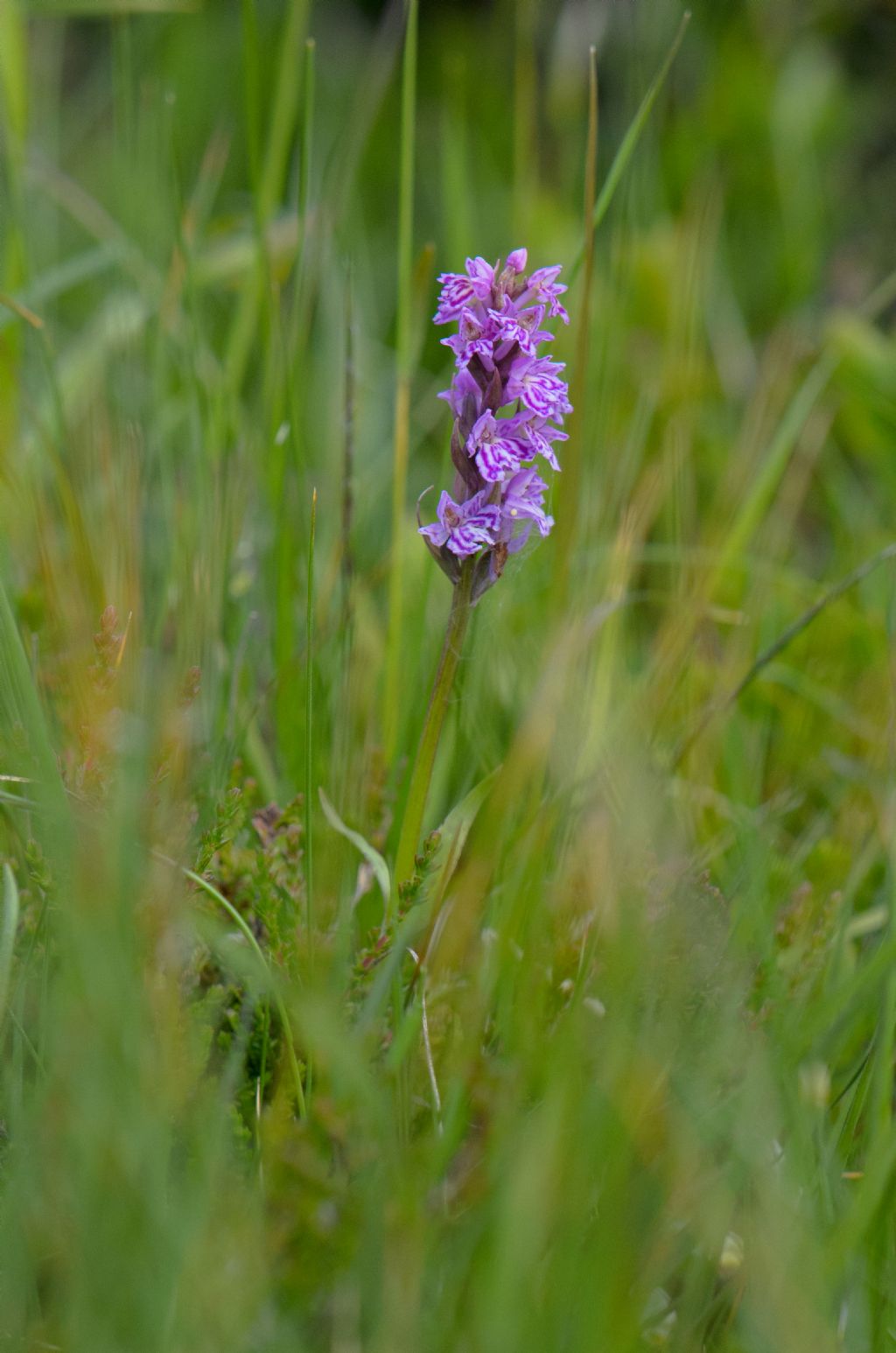  Pseudorhiza nieschalkii (Senghas) P.F.Hunt - Passo del Sempione